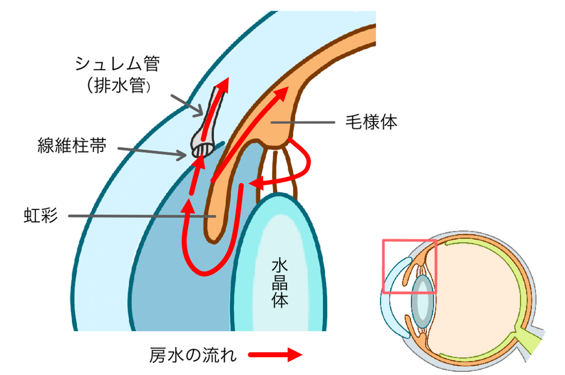 「緑内障治療の中断」の危険性に関するQ | 緑内障と診断されてから失明までの期間|年代別に違いはあるか – IBSR
