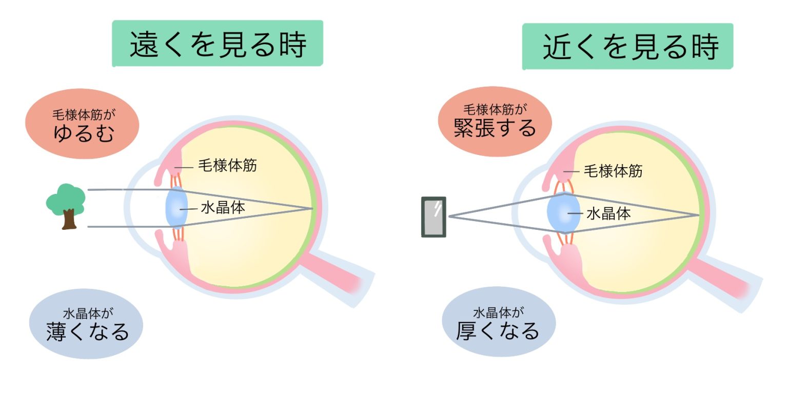 老視(老眼) - HOYA株式会社